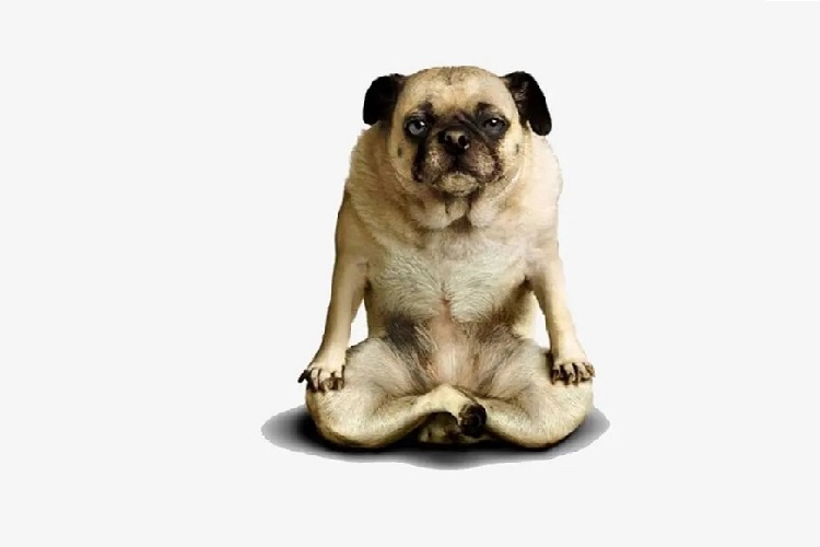 Proč pes neodolá pokušení podložky na jógu?
